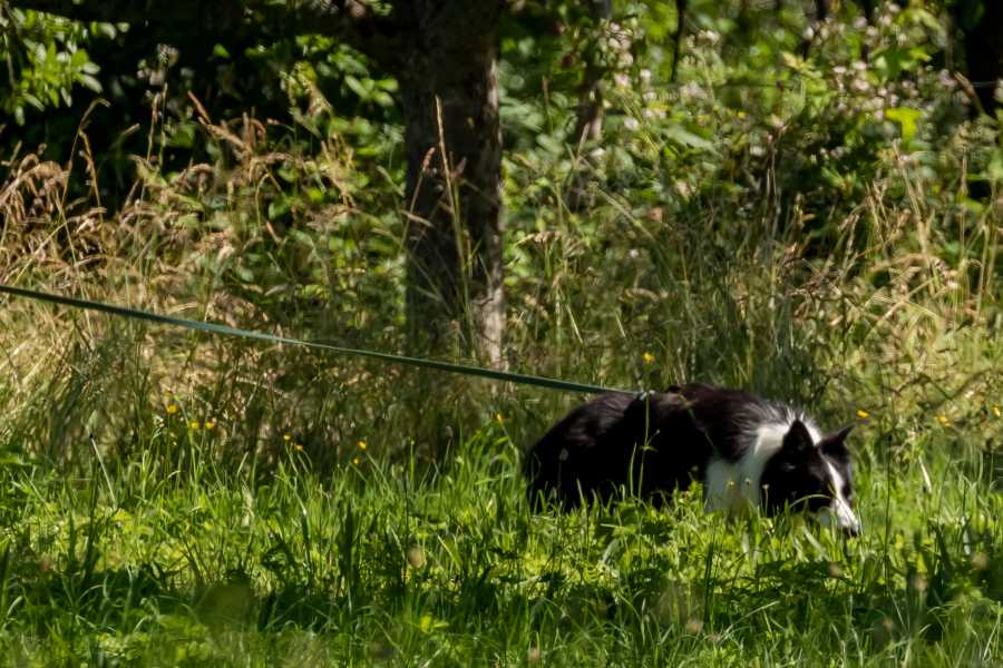 Border-Collie Willi auf der Fährte